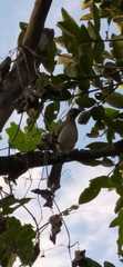 Turdus ignobilis ignobilis