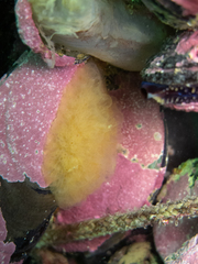 Aplidium variabile