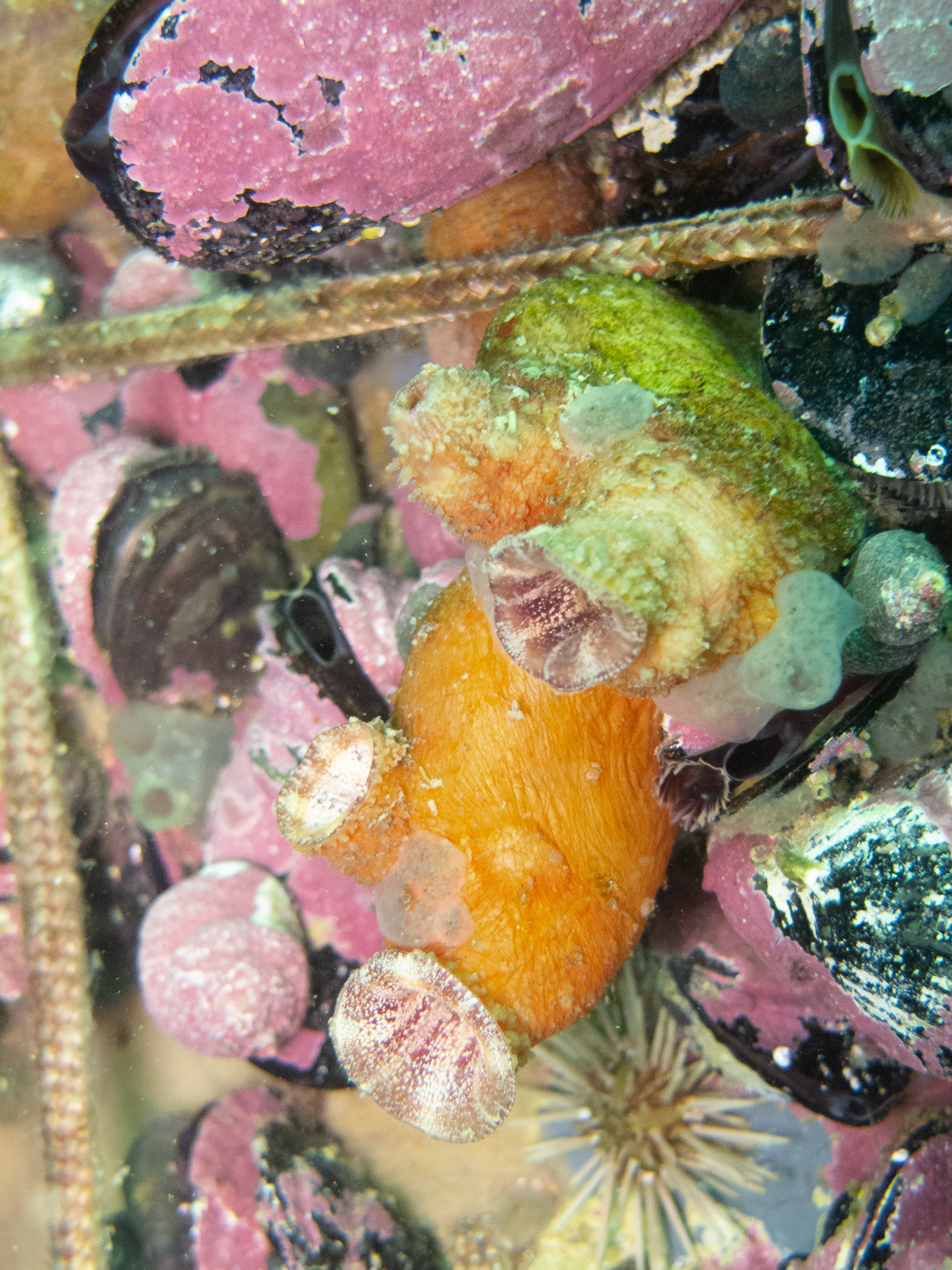 Asterocarpa humilis (Heller, 1878)