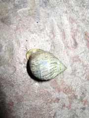 Pythia