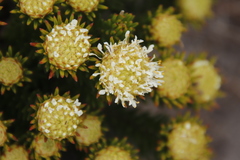 Agathosma hookeri