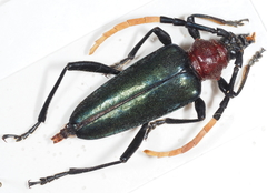 Pachyteria virescens