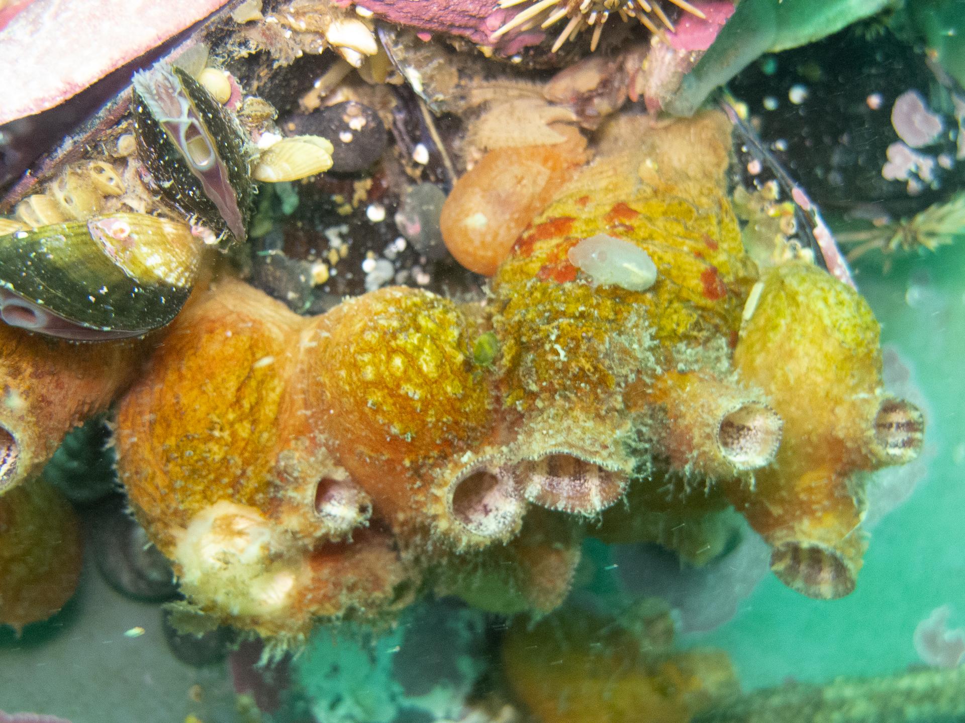 Asterocarpa humilis (Heller, 1878)