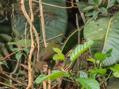 Sphenopsis frontalis