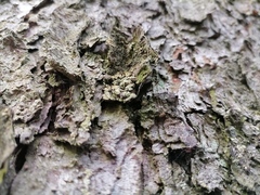 Chaenotheca ferruginea