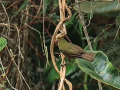 Sphenopsis frontalis