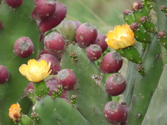 Opuntia elata