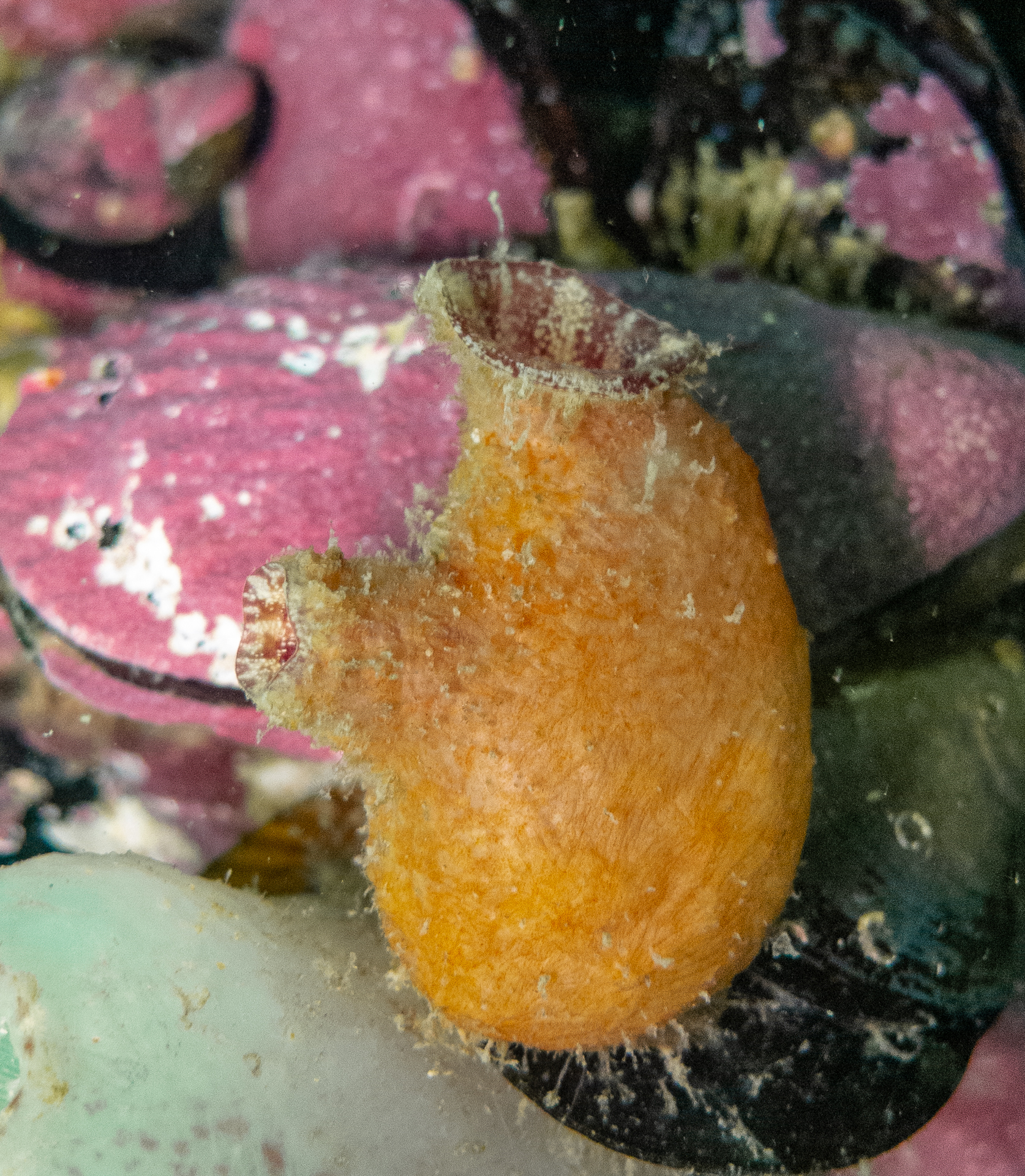 Asterocarpa humilis (Heller, 1878)
