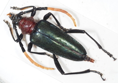 Pachyteria virescens