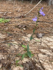 Lobelia brevifolia