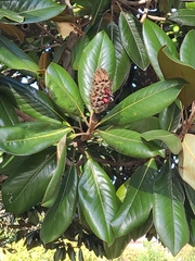 Magnolia grandiflora