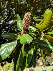 Magnolia grandiflora