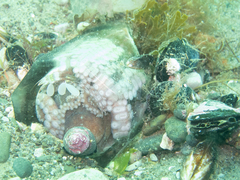 Octopus tehuelchus