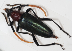 Pachyteria virescens