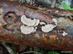 Schizophyllaceae