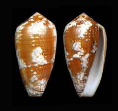 Conus behelokensis