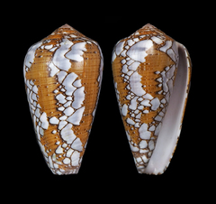 Conus behelokensis