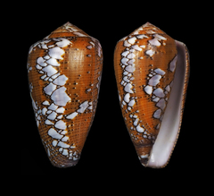 Conus behelokensis