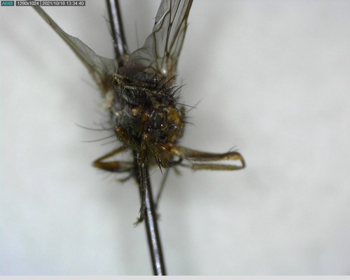 iNaturalist observation photo of Flies