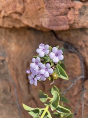 Teedia pubescens