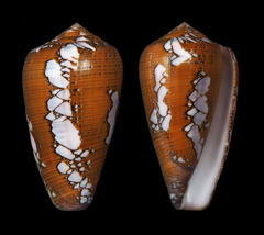 Conus behelokensis