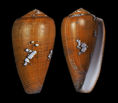 Conus behelokensis