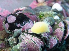 Gargamella immaculata