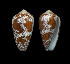 Conus behelokensis