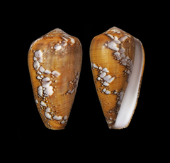 Conus behelokensis