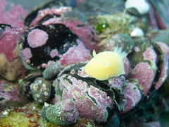 Gargamella immaculata