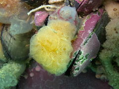 Aplidium variabile