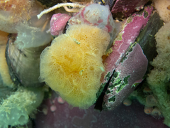 Aplidium variabile