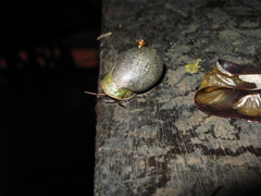 Cassidula aurisfelis