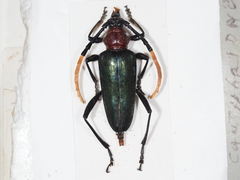 Pachyteria virescens