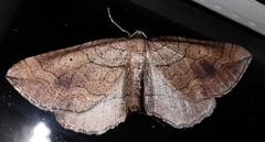 Coenocalpe millierata