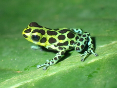 Ranitomeya variabilis