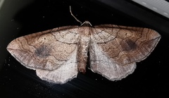 Coenocalpe millierata