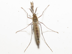 Aedes rusticus