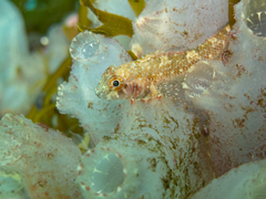 Helcogrammoides cunninghami