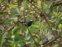 Conirostrum albifrons