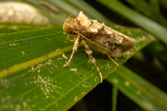 Atomotricha isogama