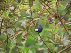 Conirostrum albifrons