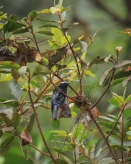 Conirostrum albifrons