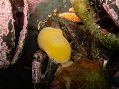 Gargamella immaculata