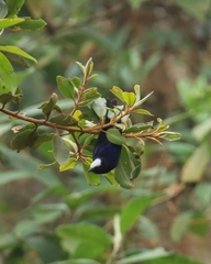 Conirostrum albifrons