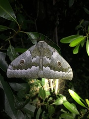 Gonimbrasia zambesina