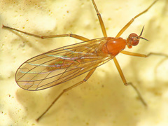 Empis lutea