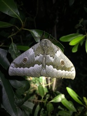 Gonimbrasia zambesina