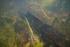 Gobiomorphus basalis