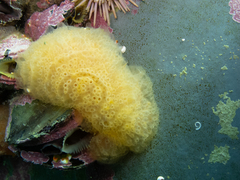 Aplidium variabile